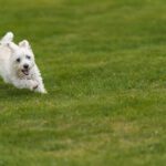 How a Rescue Dog Adoption Website Can Help You Find Your Perfect Pet