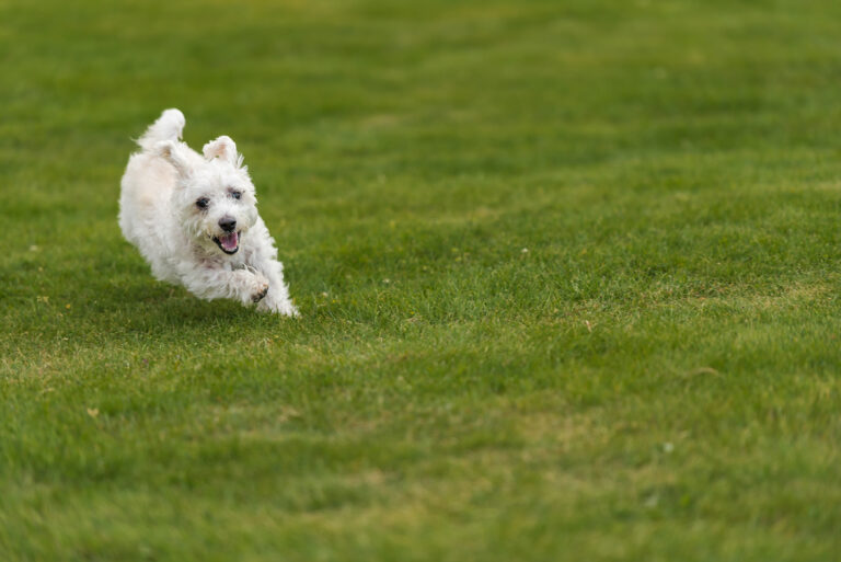 How a Rescue Dog Adoption Website Can Help You Find Your Perfect Pet
